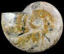 Large, Wide, Polished Ammonite Fossil - Madagascar #51866-1
